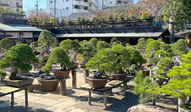 参观东京春华园盆景博物馆