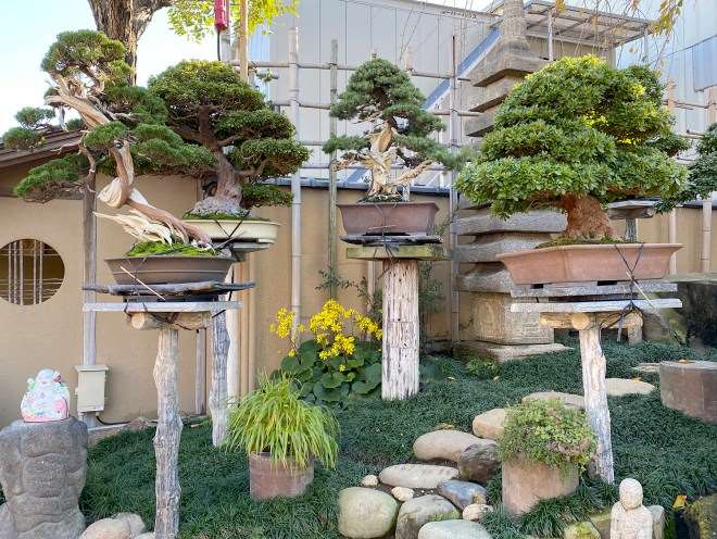 参观东京春华园盆景博物馆