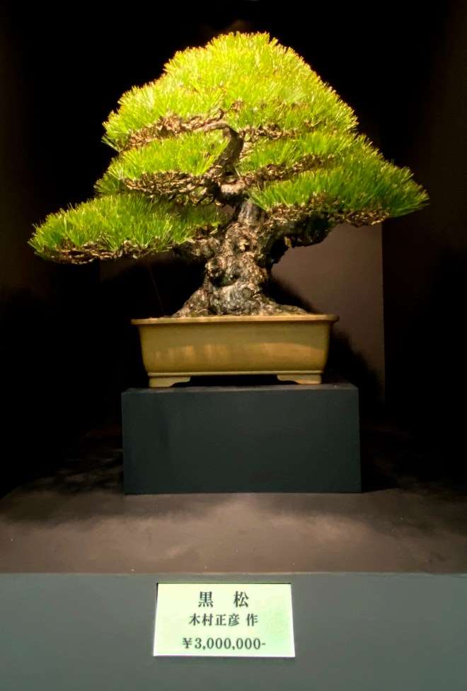 2019年第39届日本盆景大观展