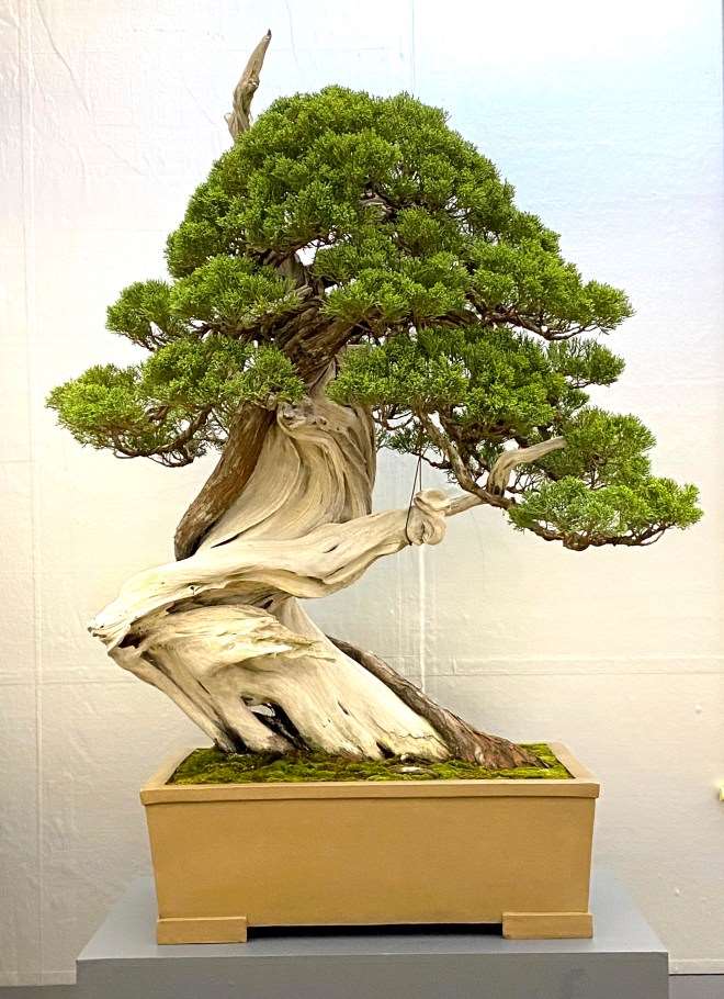 第39届日本盆景大观展