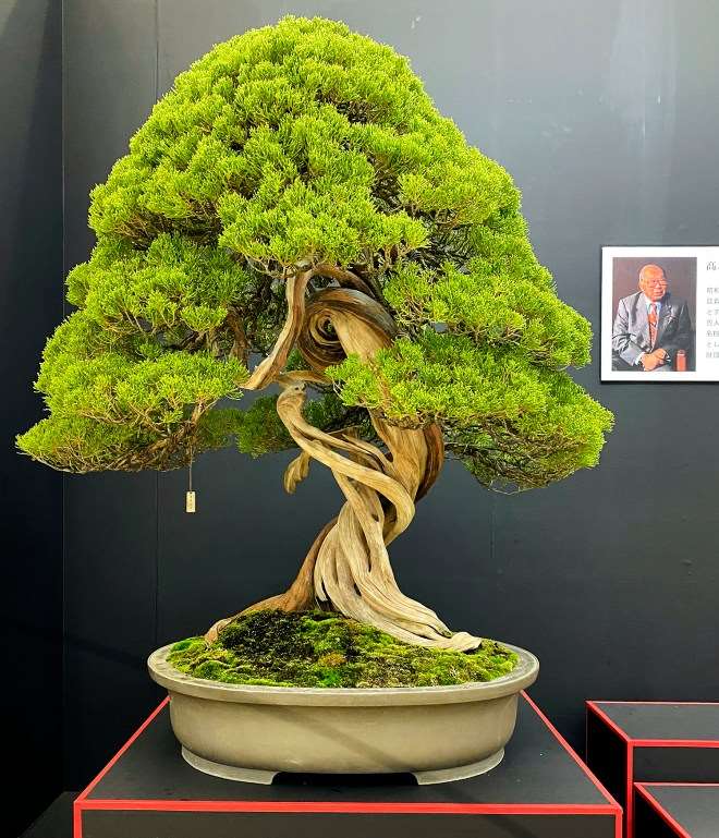 第39届日本盆景大观展