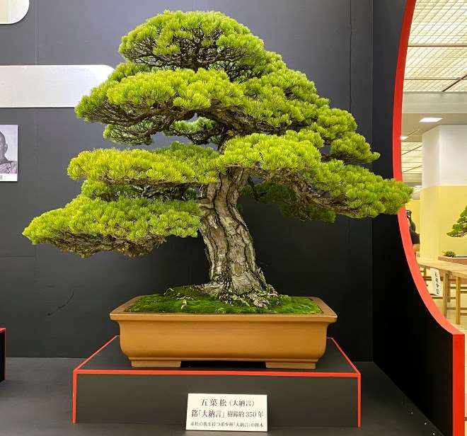 第39届日本盆景大观展