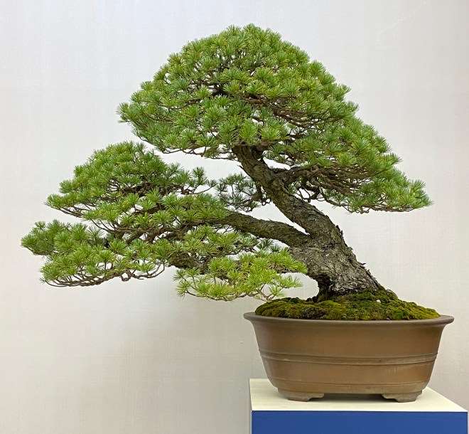 第39届日本盆景大观展