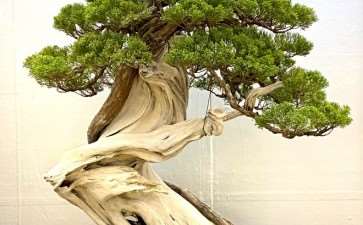 2019年第39届日本盆景大观展 第3部分