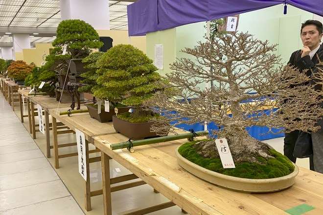 第39届日本盆景大观展