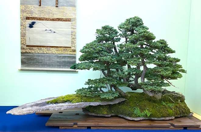 第39届日本盆景大观展