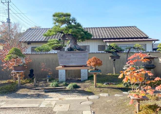 秋季日本国际盆景考察 