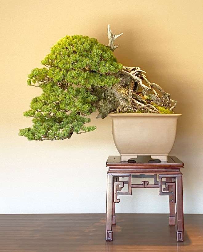 秋季日本国际盆景考察 