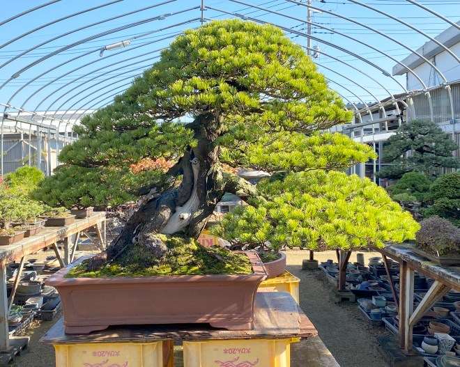 秋季日本国际盆景考察 