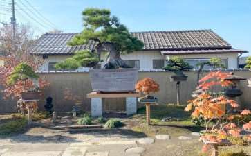 2019 秋季日本国际盆景考察 图片