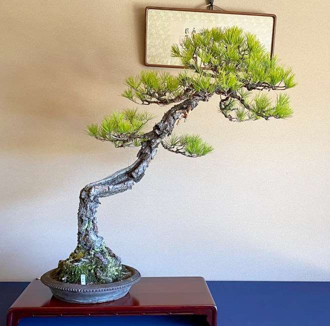 漂洋过海的日本盆景艺术家 吉村雄二