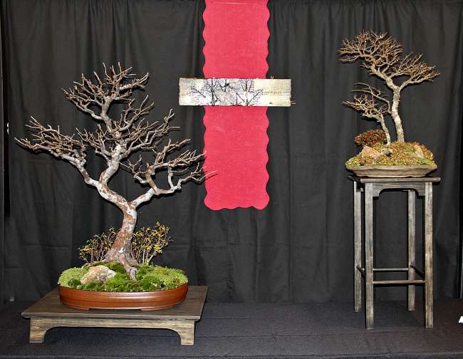 2019 第七届冬季盆景剪影博览会