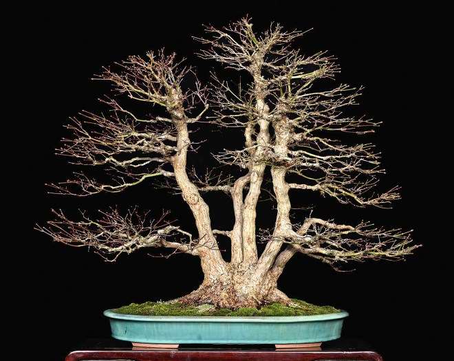 2019 第七届冬季盆景剪影博览会