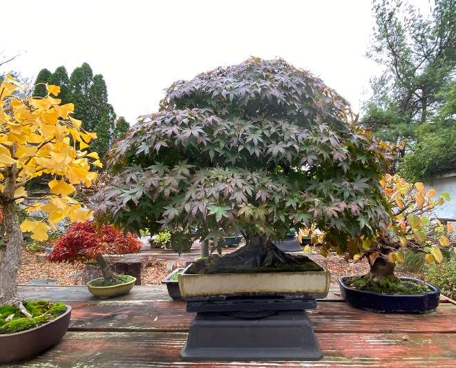 国际盆景植物园秋美