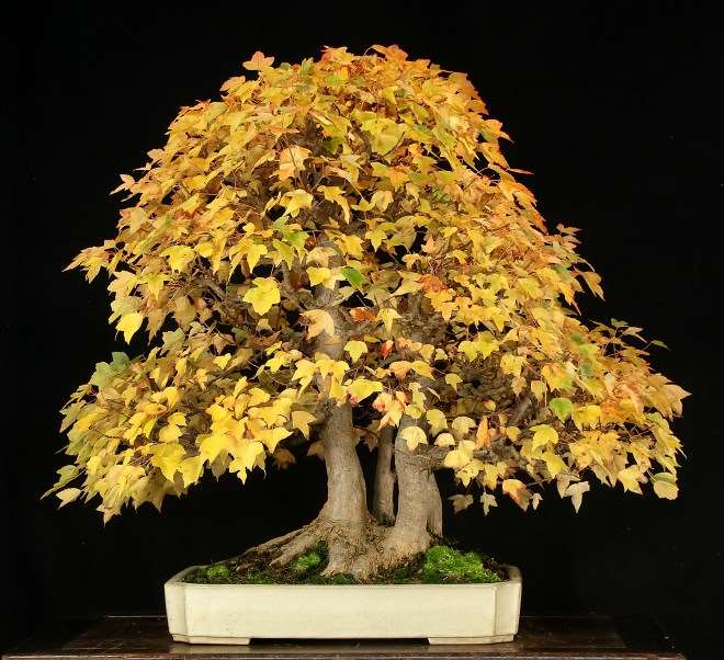 国际盆景植物园秋美