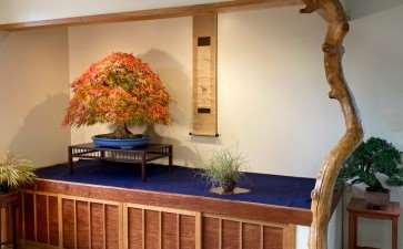 2019 国际盆景植物园秋美 图片