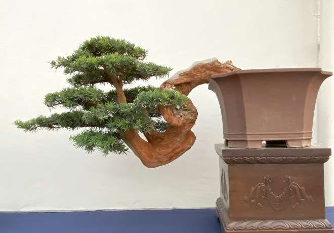 第五届中国南宁盆景展 第3部分 图片