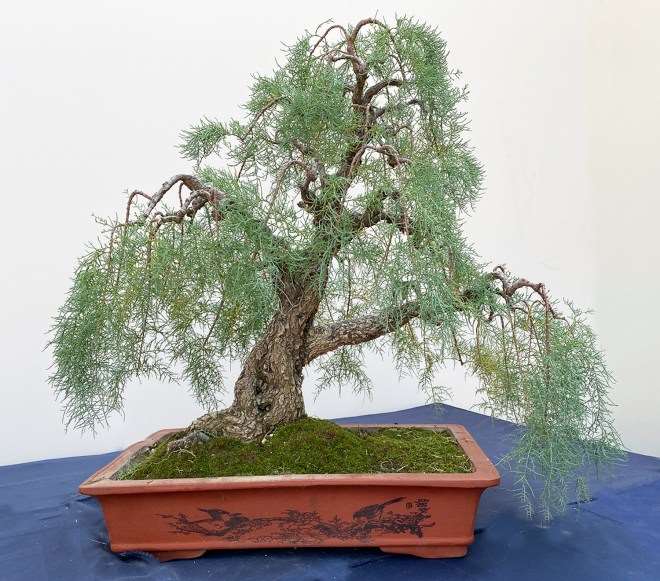 第五届中国南宁盆景展 第3部分 图片