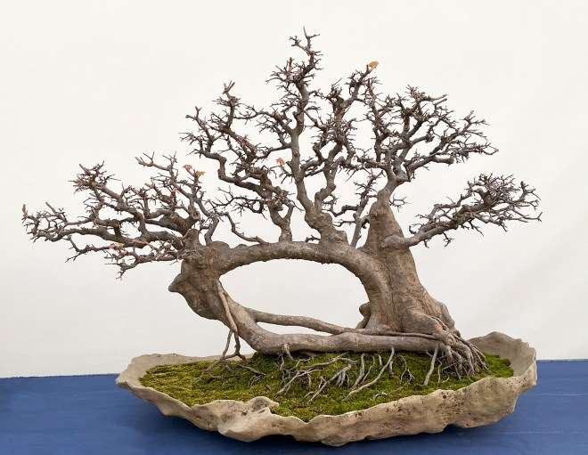 第五届中国南宁盆景展 第3部分 图片