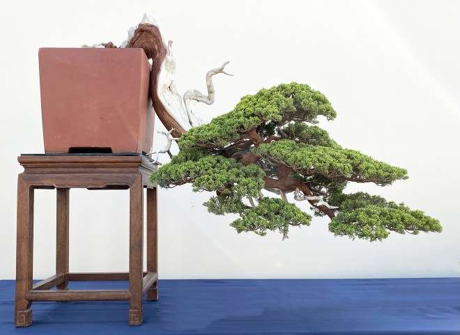 第五届中国南宁盆景展 第3部分 图片