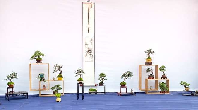 第五届中国风小品盆景展 图片