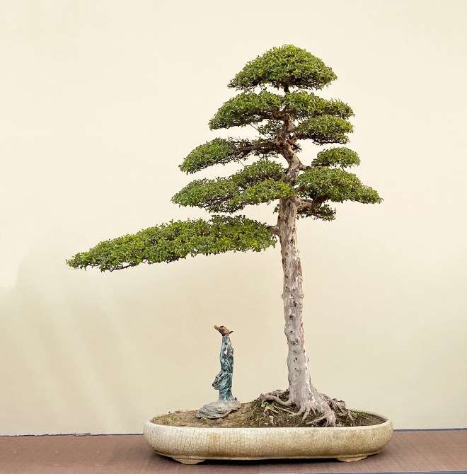 第五届中国风盆景展