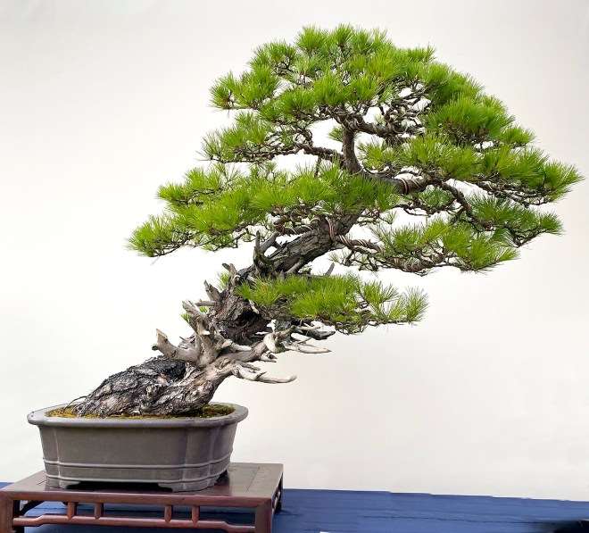 第五届中国风盆景展