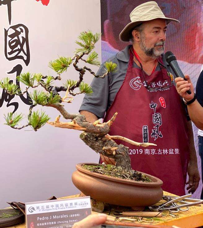 第五届中国风盆景展