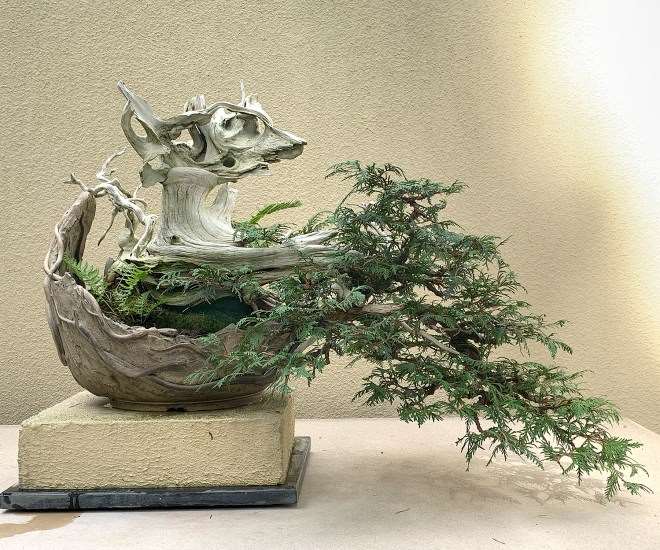 参观华盛顿太平洋盆景博物馆