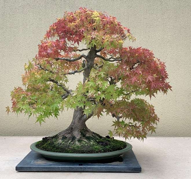 参观华盛顿太平洋盆景博物馆