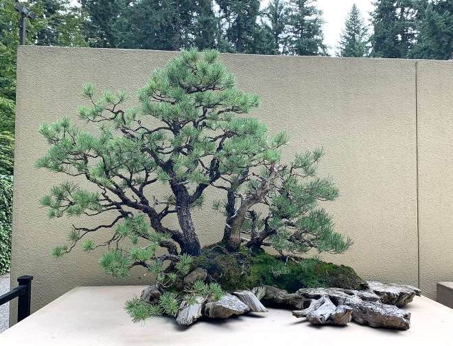 参观华盛顿太平洋盆景博物馆