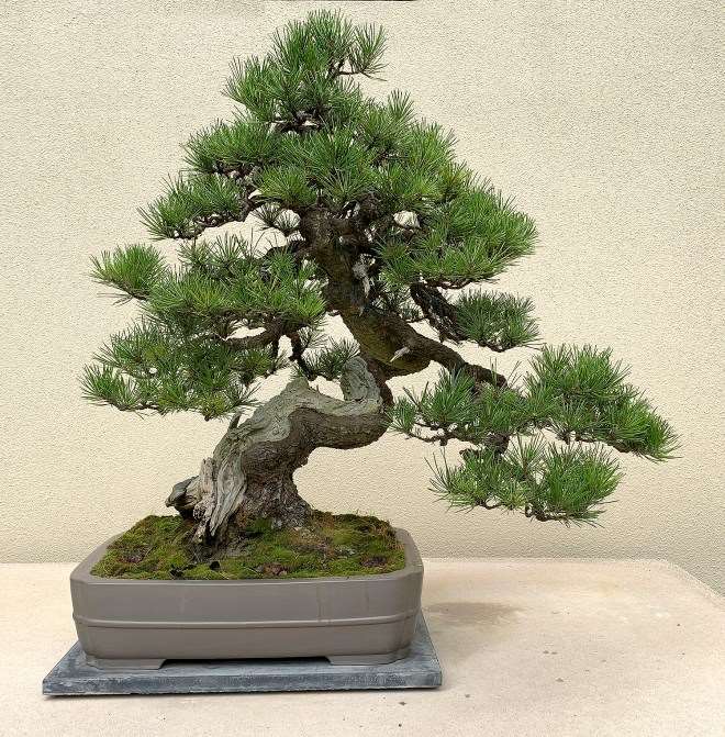 参观华盛顿太平洋盆景博物馆