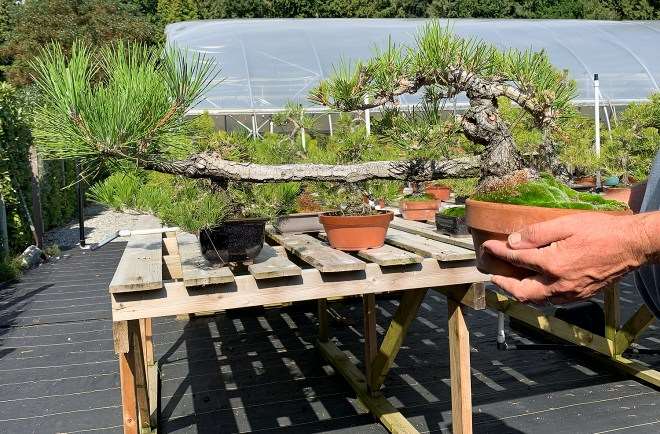 访问加拿大Gerald Rainville盆景园