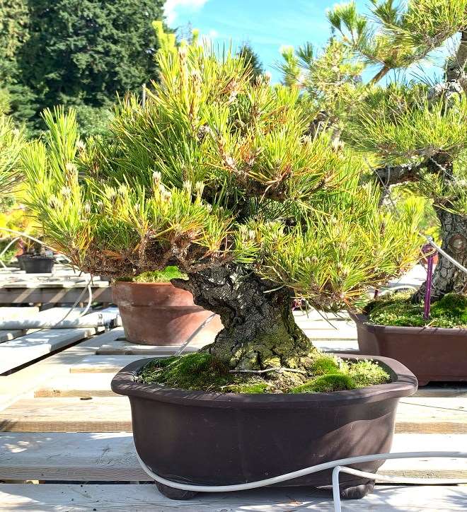 访问加拿大Gerald Rainville盆景园