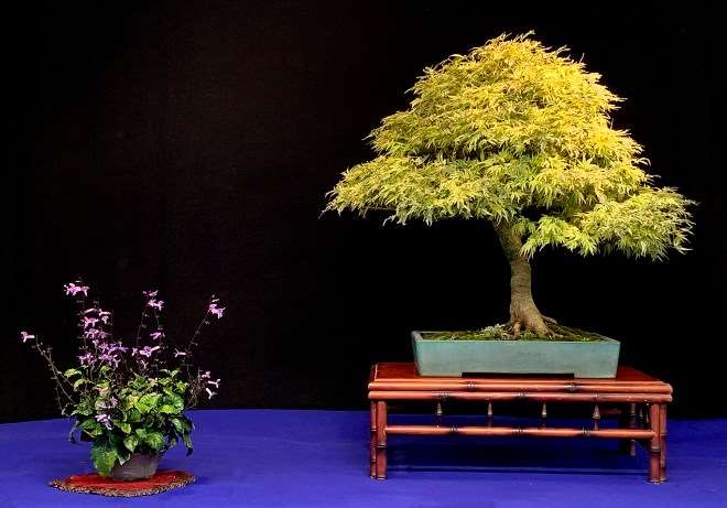 2019 秋季盆景开放日及特卖