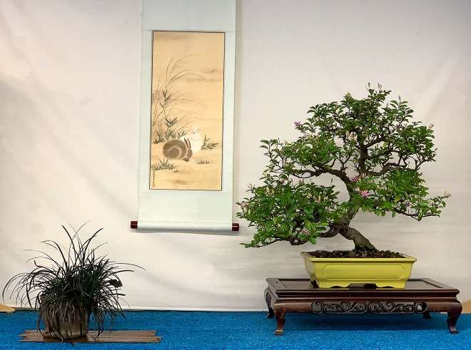 2019 秋季盆景开放日及特卖