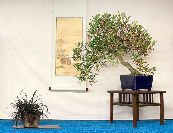 2019 秋季盆景开放日及特卖