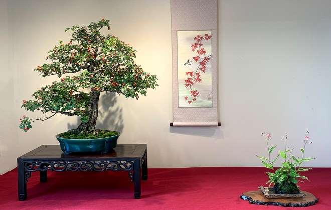 2019 秋季盆景开放日及特卖