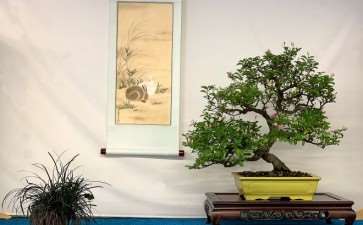 2019 秋季盆景开放日及特卖 图片