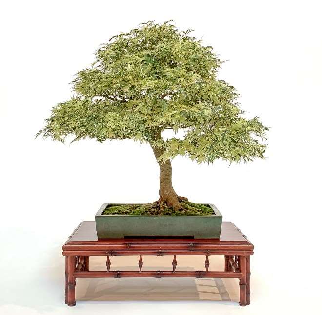 2019第42届芝加哥盆景展