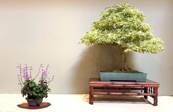 2019第42届芝加哥盆景展