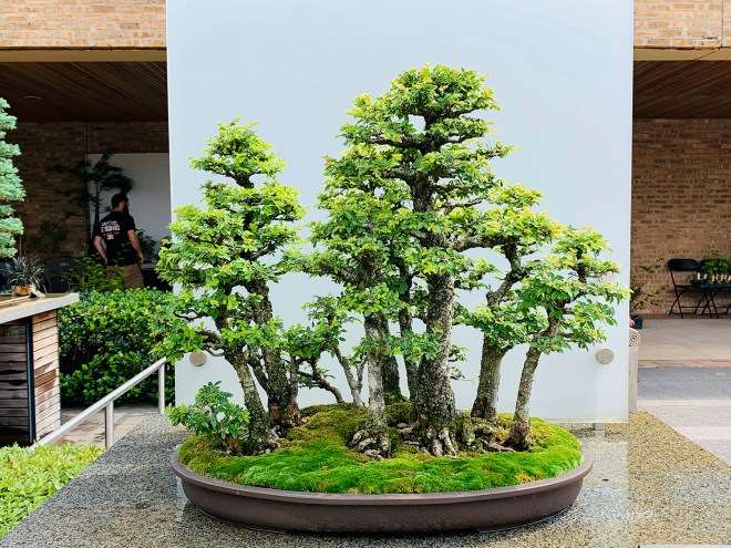 2019第42届芝加哥盆景展