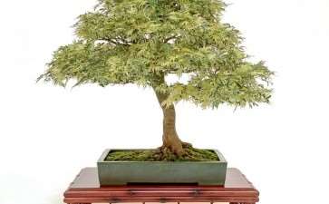 2019第42届芝加哥盆景展 第2部分