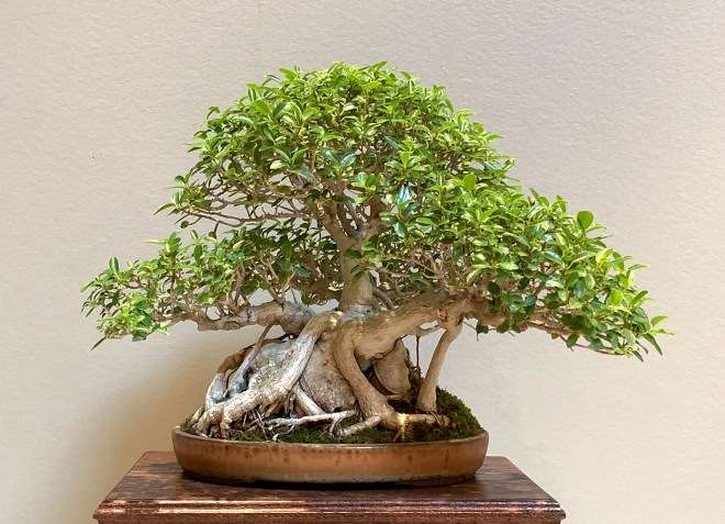 第42届美国中西部盆景展 图片