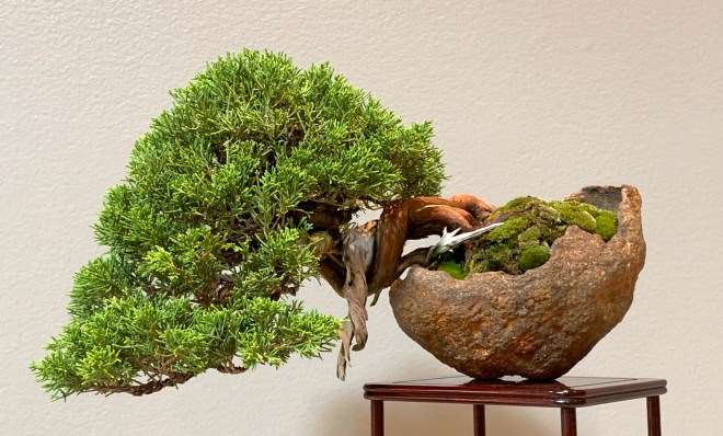 第42届美国中西部盆景展 图片