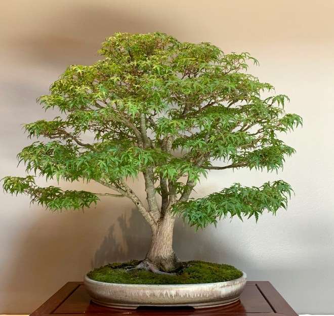 第42届美国中西部盆景展 图片