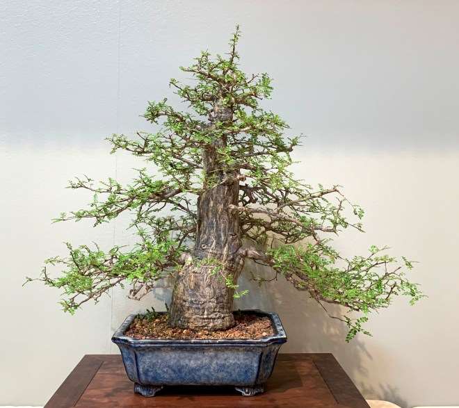 第42届美国中西部盆景展 图片