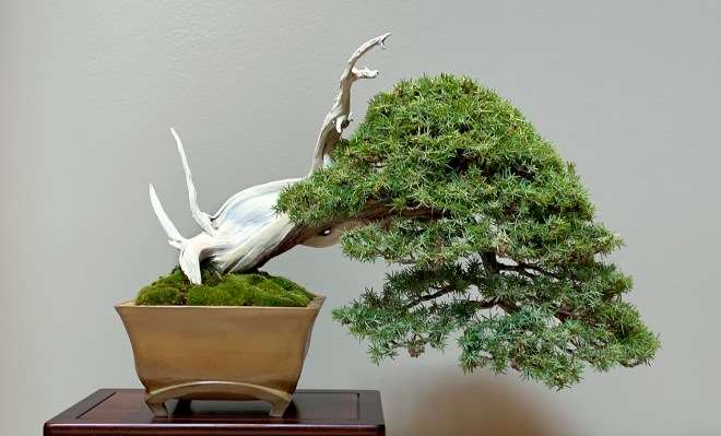 第42届美国中西部盆景展 图片