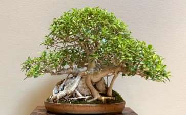 第42届美国中西部盆景展 图片