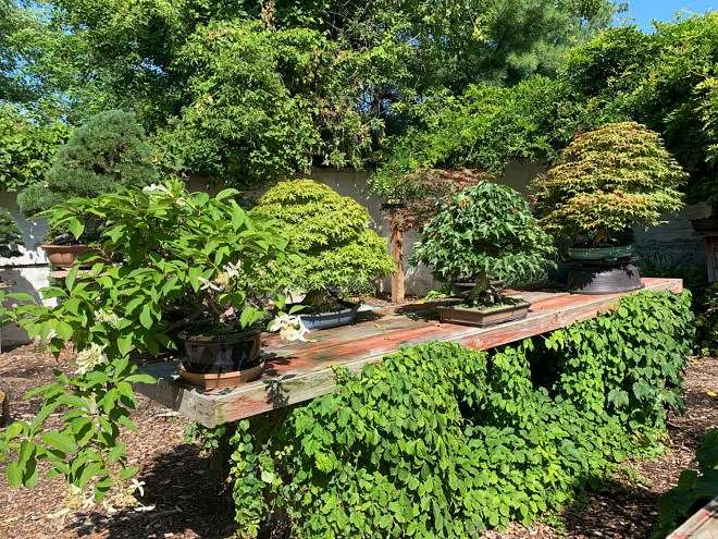 我盆景花园里的夏季之美